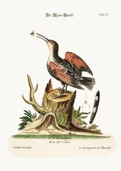 El Trepador de Muros, o Cazador de Arañas